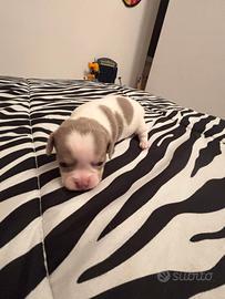 Cuccioli di chihuahua