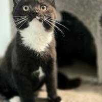 Cuccioli di Scottish Stright