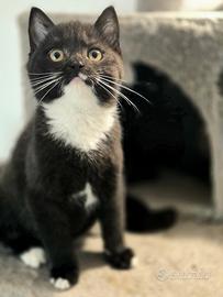 Cuccioli di Scottish Stright