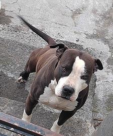 American pitbull terrier ukc maschio 
