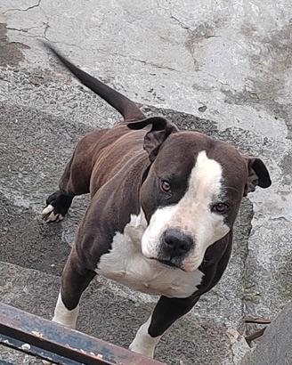American pitbull terrier ukc maschio 