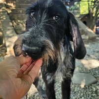 Iacopo 2 anni Taglia media contenuta
