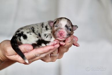 Cuccioli Pastore Australiano - Australian Shepherd
