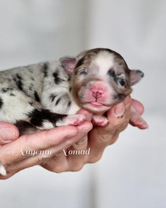 Cuccioli Pastore Australiano - Australian Shepherd