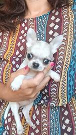 Chihuahua cucciolo con pedigree