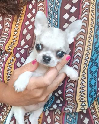 Chihuahua cucciolo con pedigree