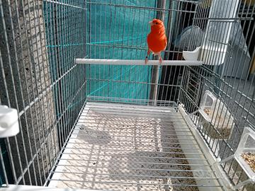 Canarini maschio rosso intenso e brinato del 2025