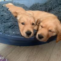 Cuccioli golden retriever inglesi