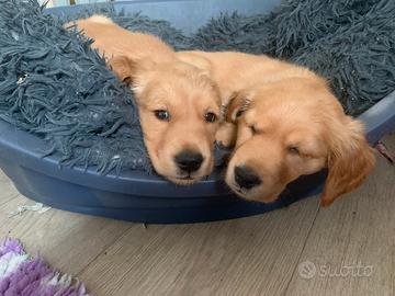 Cuccioli golden retriever inglesi