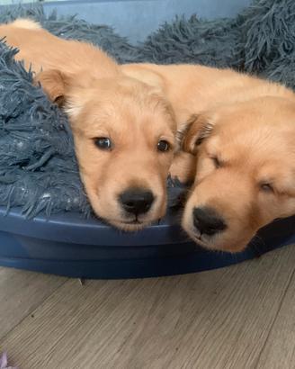 Cuccioli golden retriever inglesi