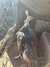 Pavone maschio 6 mesi