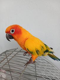 pappagallo 