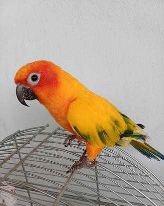 pappagallo 