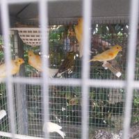 Canarini giovani e adulti