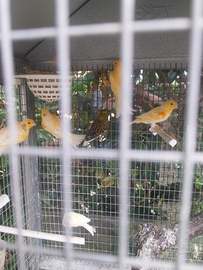 Canarini giovani e adulti