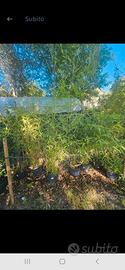 piante bamboo