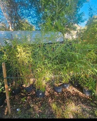 piante bamboo