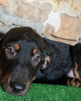 Tom, giovane simil segugio di 5 mesi