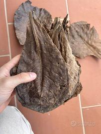 Foglie di catappa XL mandorlo indiano + omaggio
