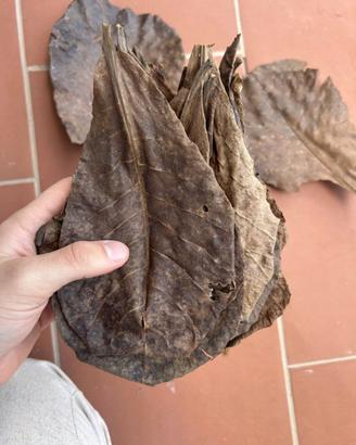 Foglie di catappa XL mandorlo indiano + omaggio