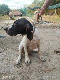 Cucciolo bracco tedesco