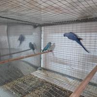 Parrocchetto dal collare