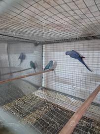 Parrocchetto dal collare