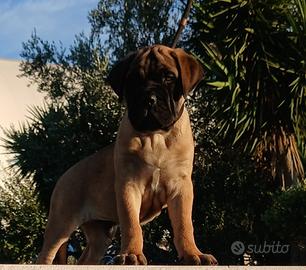 Bullmastiff cuccioli