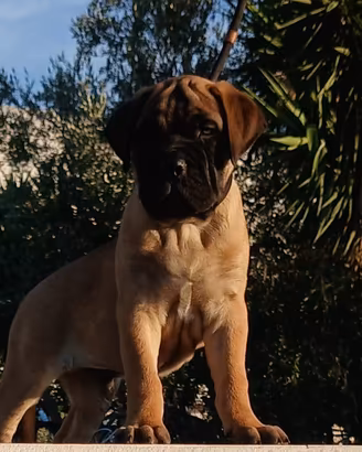 Bullmastiff cuccioli