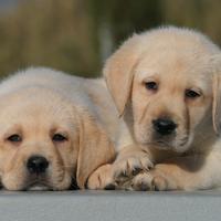 Cuccioli di labrador Miele con pedigree
