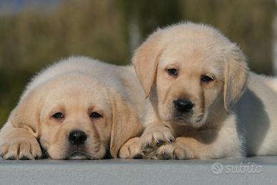 Cuccioli di labrador Miele con pedigree