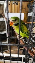 Parrocchetto dei mustacchi allevato a mano pet