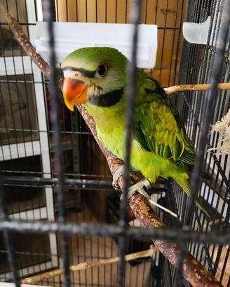 Parrocchetto dei mustacchi allevato a mano pet