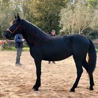 Cavalla Fattrice Murgese