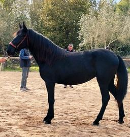 Cavalla Fattrice Murgese