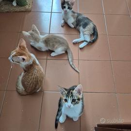 Gratis gattini