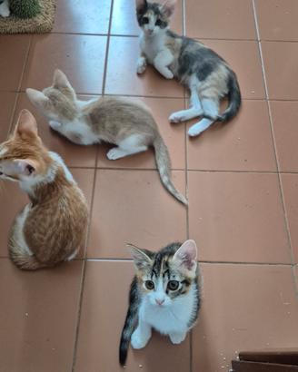 Gratis gattini