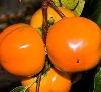 Kaki Mela gigante Fuyu / Hanna Fuyu TALEA