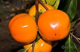 Kaki Mela gigante Fuyu / Hanna Fuyu TALEA