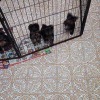 Yorkshire terrier in pronta consegna