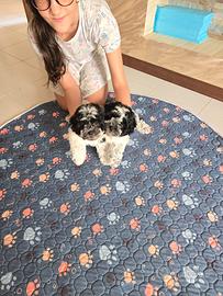Cucciole Malshi (Maltese x Shih Tzu) bianco e nero