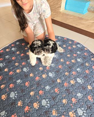 Cucciole Malshi (Maltese x Shih Tzu) bianco e nero