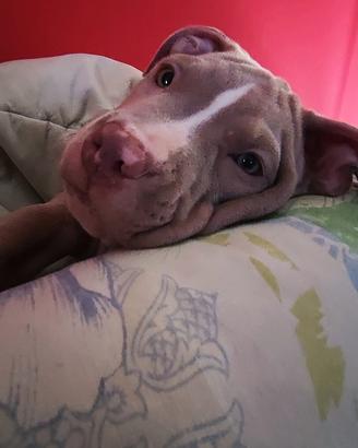 Splendida cucciola di American Pit Bull Terrier
