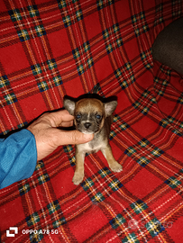 Chihuahua mini Toy maschio