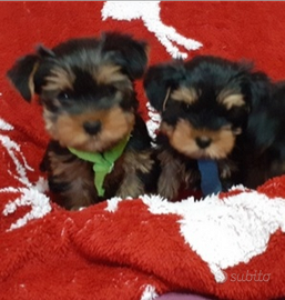 Cuccioli yorkshire
