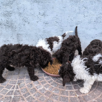 Cuccioli di lagotto romagnolo