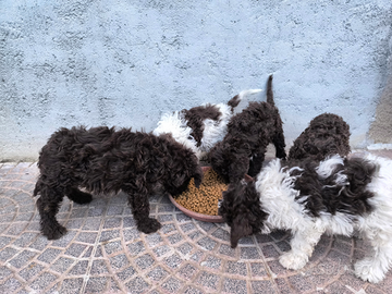 Cuccioli di lagotto romagnolo