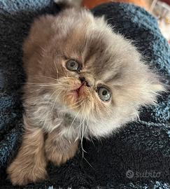 Cucciolo persiano