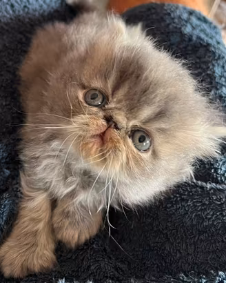 Cucciolo persiano