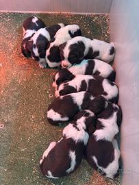 Cuccioli Springer Spaniel Inglese